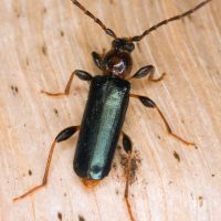 Wood Borer